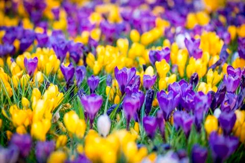 Field of Crocus Flower In Spring Stock Photos
