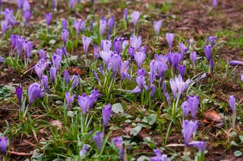 Field of Crocus flowers in grass, easter season, womans day. Stock Photos