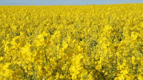Field with a crop of oilseed rape Video stock 50045455