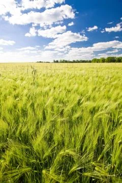Field of crop Stock Photos