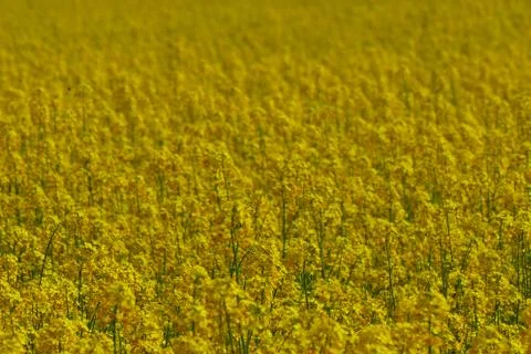 Field of crop. Stock Photos
