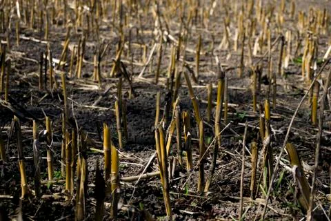 Field of cropped wheat texture Stock Photos
