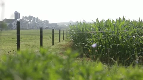 Field of crops with farm in background Stock Footage 21787187