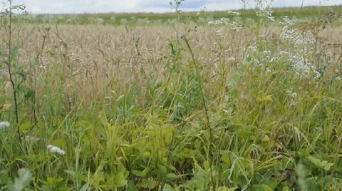 Field of crops Stock Footage 11875522