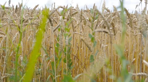 Field of crops Stock Footage 22747443