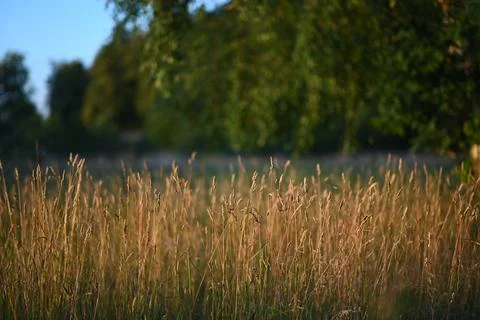 Field of crops Stock-Fotos