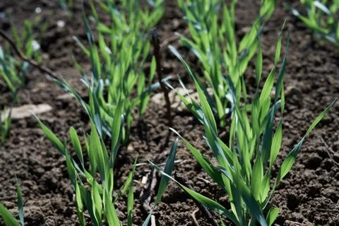 Field crops in spring time close up Stock Photos