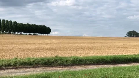 Field with crows 動画素材 157927566