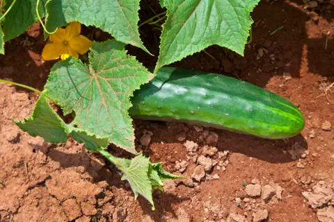 Field cucumber Stock Photos