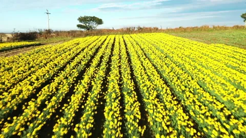 A field of cultivated daffodils Vídeo Stock 167739168
