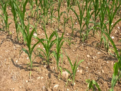 Field of cultivated maize Stock Footage