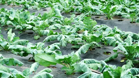 Field of cultivated plant. Stock Footage