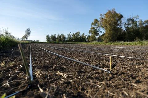 Field cultivated in spring Stock Photos