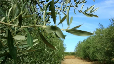 Field of cultivation of olive trees in rows. Stock Footage 121099740