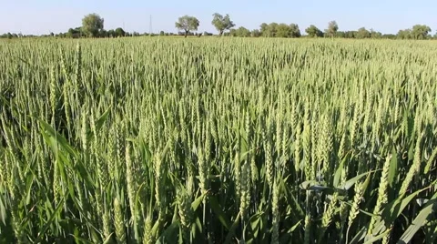 Field cultivation of rye Vídeo Stock 51411997