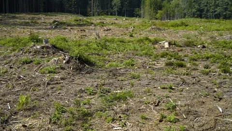 Field of cut forest - damaged Видео 94641116
