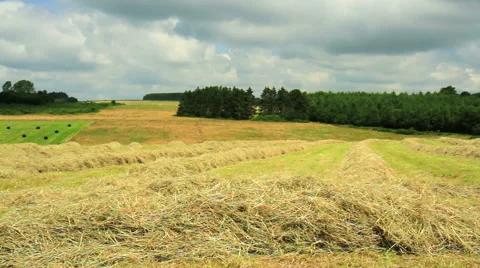 Field of cut grass Stock Footage 66447021
