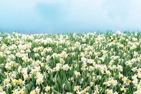 Field of daffodils blooming Stock Photos