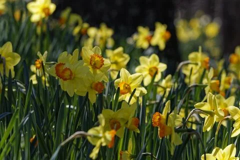 Field of daffodils closeup Stock Photos