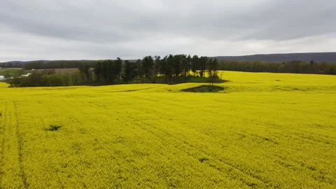 Field of Daffodils Flyover Video stock 145236425