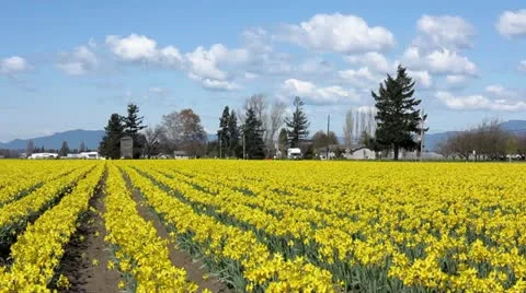 Field of daffodils Stock Footage 11024368