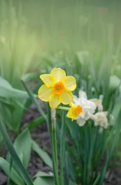Field of Daffodils Stock Photos