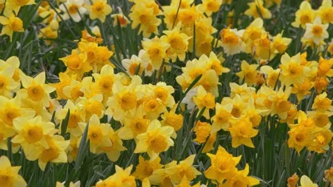 Field of daffodils in Springtime Stockbeeldmateriaal 152705046