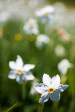 Field of daffodils in the summer Stock Photos