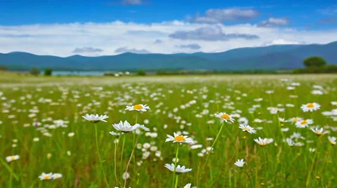 Field of daisies and cloudy sky. timelapse. Stock Footage 35412917