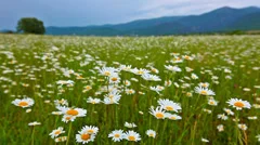 Field of flowers, Field of sunny flowers on cloudy day in L…