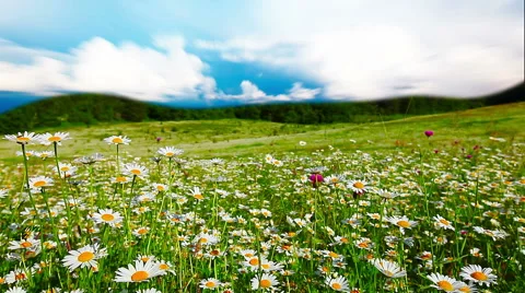 Field of daisies and cloudy sky Stock Footage 46914039