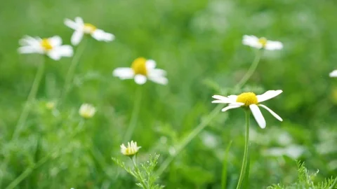 Field daisies are growing Stock Footage 80189955