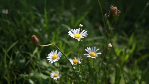 Field daisies are rocking in the wind Stock Footage 99514853
