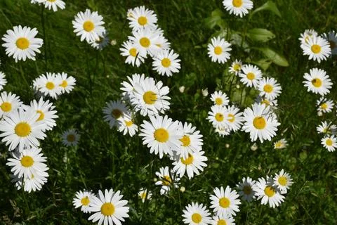 A field of daisies in bloom Stock Photos