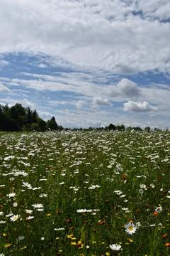 A field of daisies in bloom Stock Photos