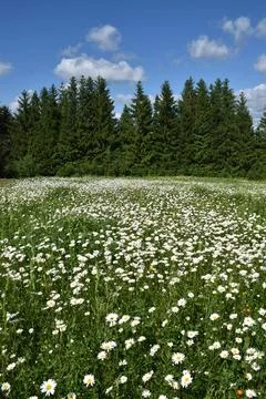 A field of daisies in bloom Stock Photos