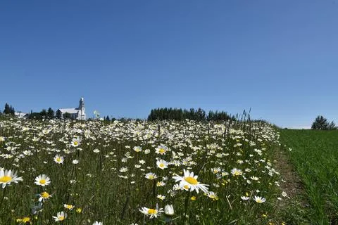 A field of daisies in bloom Stock Photos