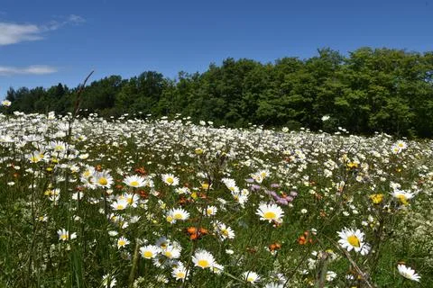 A field of daisies in bloom Stock Photos