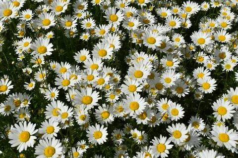 A field of daisies in bloom Stock Photos