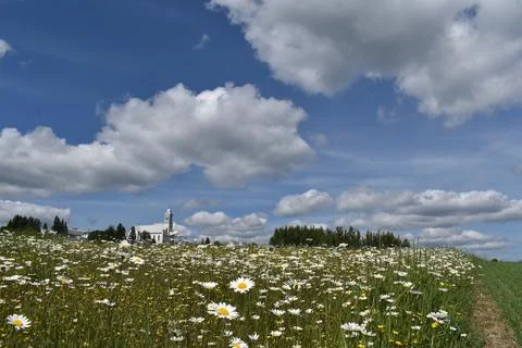 A field of daisies in bloom Stock Photos