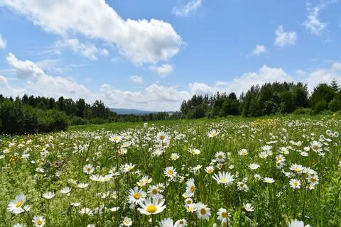 A field of daisies in bloom Stock Photos