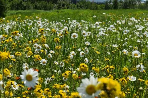 A field of daisies in bloom Stock Photos