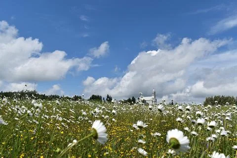 A field of daisies in bloom Stock Photos