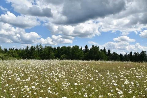A field of daisies in bloom Stock Photos