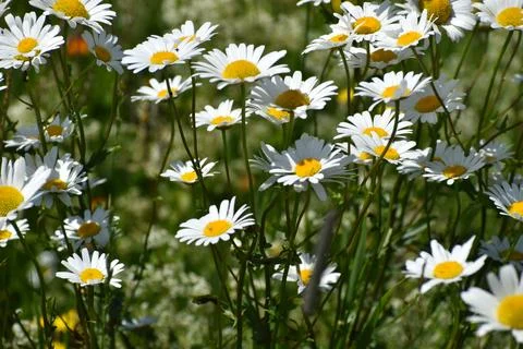 A field of daisies in bloom Foto stock
