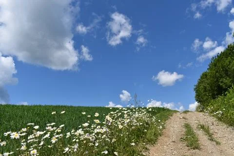 A field of daisies in bloom Stock Photos