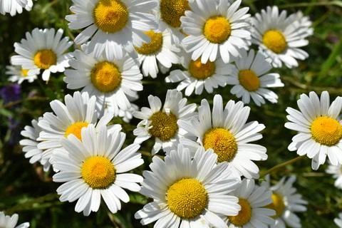 A field of daisies in bloom Foto stock