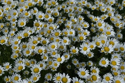 A field of daisies in bloom Stock Photos