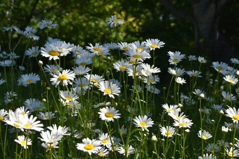 A field of daisies in bloom Foto stock