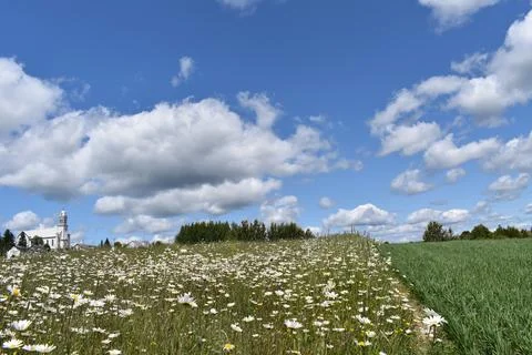 A field of daisies in bloom Stock Photos